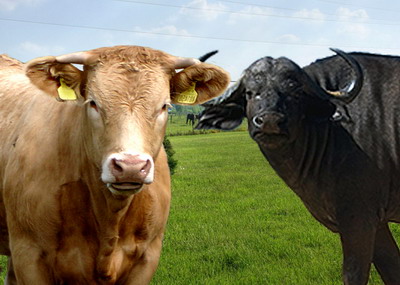 Plati APIA subventii bovine - Se recalculeaza cuantumul pe cap de animal