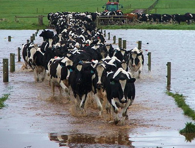 Actiuni de protejare a sanatatii animalelor din zonele afectate de inundatii