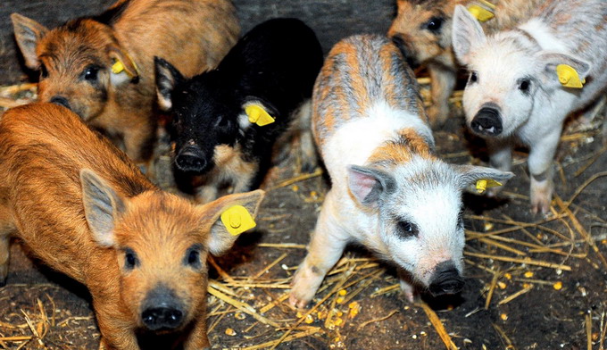 Purcei din rasele bazna si mangalita