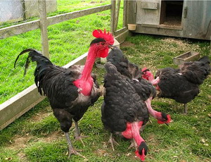 Rasa de gaini Gat-golas de Transilvania