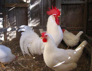 Rasa de gaini Leghorn