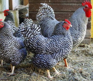 Rasa de gaini Playmoth-Rock