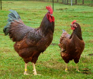 Rasa de gaini Rhode Island