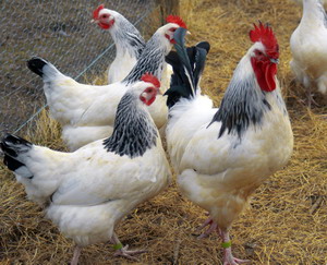 Rasa de gaini Sussex