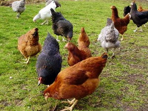 Rasa de gaini comune romanesti