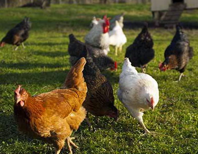 Principalele rase de gaini crescute in Romania