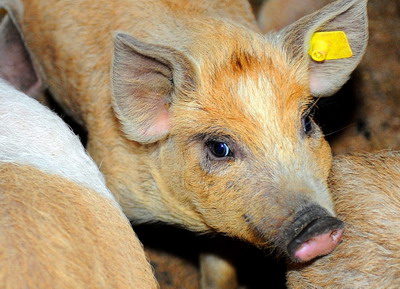 Prima livrare de purcei prin Programul de sprijin pentru rasele Bazna si Mangalita