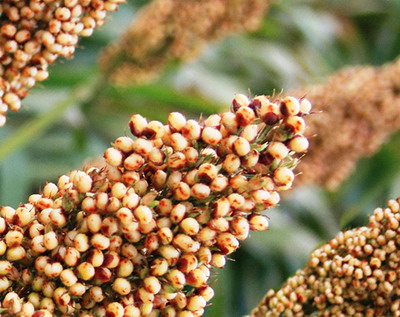 Sectorul european al Sorgului - Retrospectiva ultimelor 15 luni