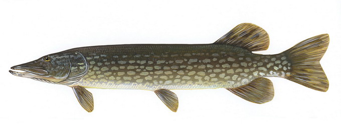Stiuca - Esox lucius