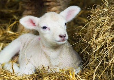 Targ de Miei in Capitala, Piata Aparatorii Patriei