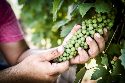 Sercadis® – fungicidul inovator de la BASF care ofera siguranta si flexibilitate in combaterea fainarii la vita de vie