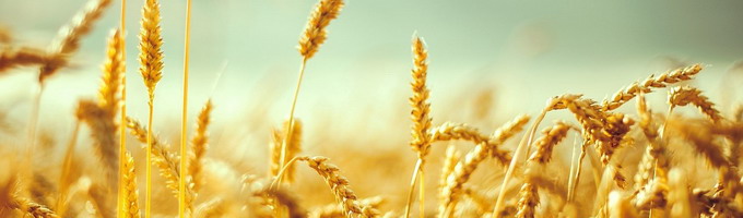 AGROBION - Ingrasamant organic pentru cereale paioase