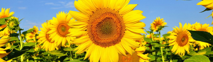 AGROBION - Ingrasamant organic pentru floarea-soarelui