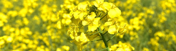 AGROBION - Ingrasamant organic pentru rapita