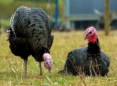 Importanta vitaminelor in alimentatia curcilor