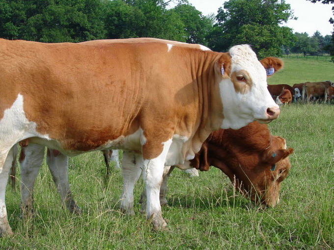 Fleckvieh - Baltata germana - Rasa de bovine