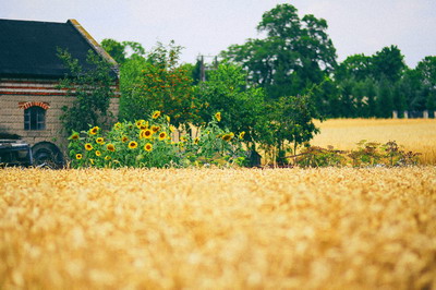 Cum putem proteja mediul inconjurator eficient si ecologic?