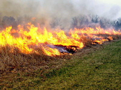 Precizari privind efectuarea arderilor de vegetatie uscata, miristi si resturi vegetale