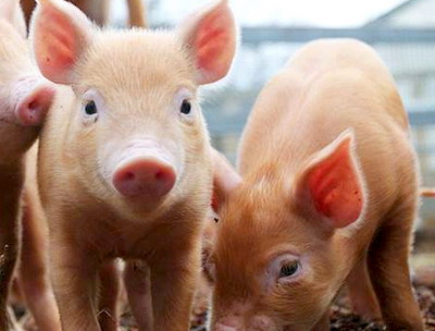 Informatii despre Ajutorul de stat de sustinere a crescatorilor de suine in activitatea de reproductie