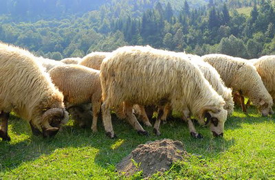 Organizarea montei si a insamantarilor la ovine