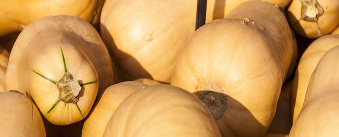 Seminte Dovleac placintar Butler F1