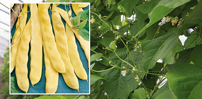 Seminte Fasole urcatoare Tuba