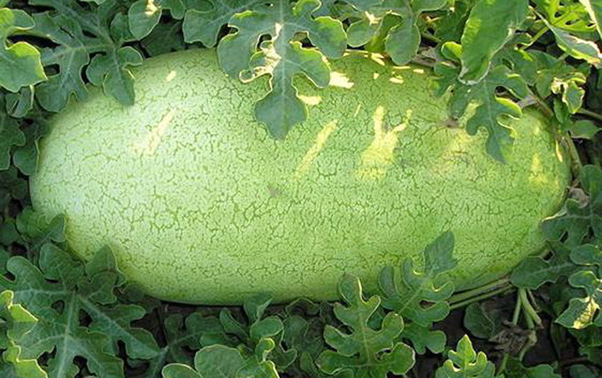 Seminte Pepene verde Barbados F1