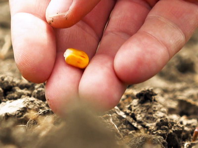 Fermieri atentie! Contrafacerea semintelor pune in pericol productia dumneavoastra