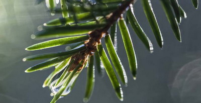 Siropul din Ace de Molid - beneficii