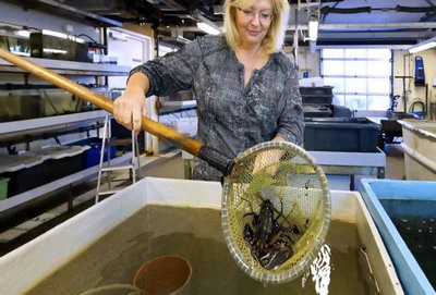 Fermele de Crestere a Racilor: Caracteristici si diferente intre sistemele de acvacultura pentru raci