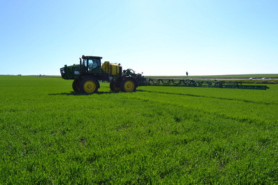 Tratament Priaxor pentru cultura de grau - fungicid inovator pentru cereale