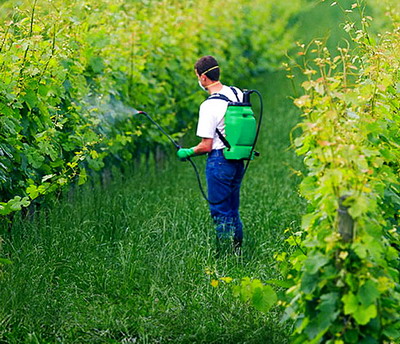 Tratamente de primavara recomandate de Bayer pentru vita de vie