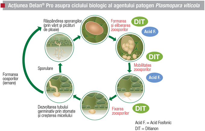 actiune-delan-plasmopara-viticola