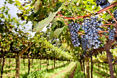 Cum sa folosesti cele mai bune solutii pentru a obtine struguri sanatosi si vinuri de exceptie