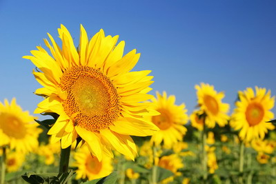 Noul erbicid Pulsar® Plus iti ofera performante maxime pentru cultura de floarea-soarelui Clearfield® Plus