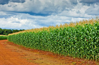 RETENGO® – Fungicidul inovator de la BASF care asigura productii la volum maxim