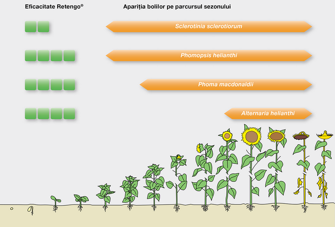 retengo-eficacitate-floarea-soarelui