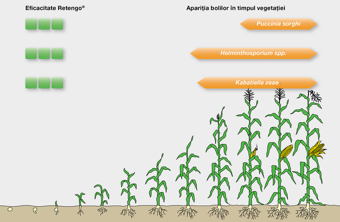 retengo-eficacitate-porumb