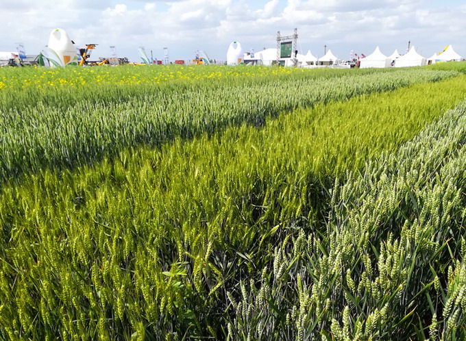 AgriPlanta-RomAgroTec 2018 - 4