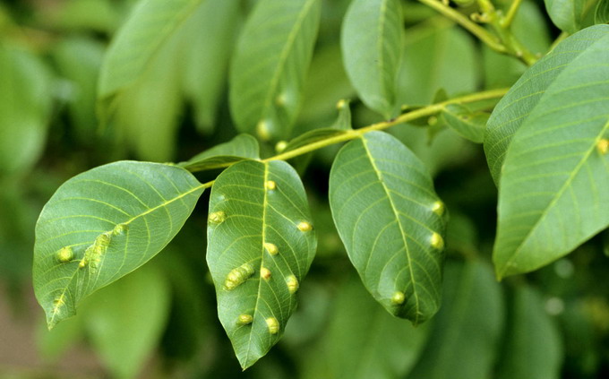 Bolile si daunatorii la Nuc - Acarianul frunzelor de nuc