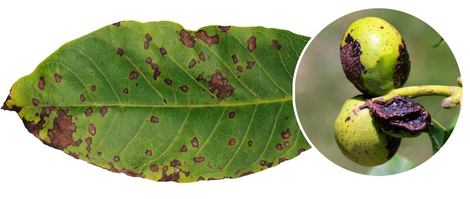 Bolile si daunatorii la Nuc - Antracnoza nucului