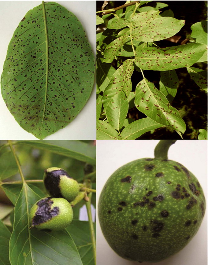 Bolile si daunatorii la Nuc - Bacterioza Nucului