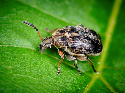 Gargarita mazarii - Adult