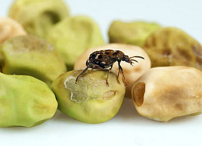 Gargarita mazarii | Identificare si Tratamente de Combatere