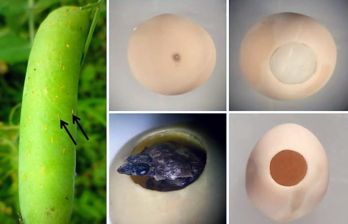 Gargarita mazarii - Stadii de evolutie