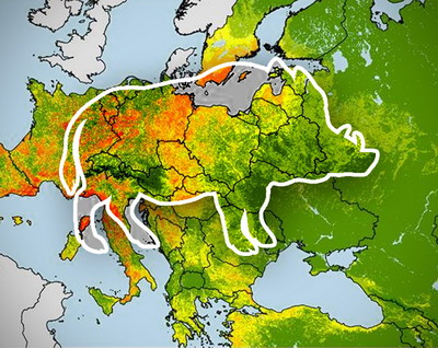 Harta FAO care indica aria de raspandire a mistretilor poate imbunatati gestionarea pestei porcine africane