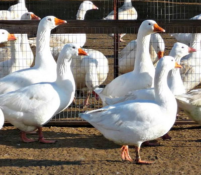 Intretinerea si exploatarea gastelor pentru productia de oua