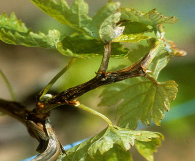 S-a depistat un organism de carantina pe plantele de vita-de-vie originare din Italia