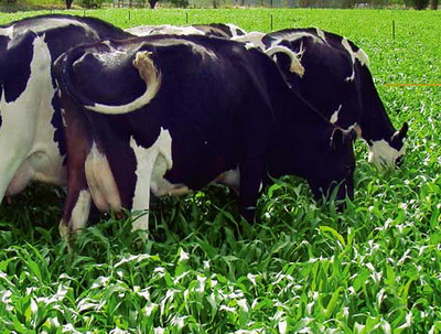 Sorgul in furajarea animalelor