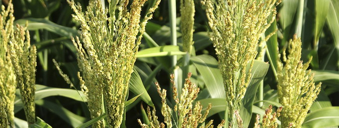 Sorgul in ratiile de furajare a animalelor de ferma